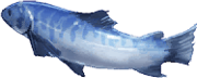 trails_from_zero_pez_6.png