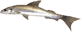 trails_from_zero_pez_8.png